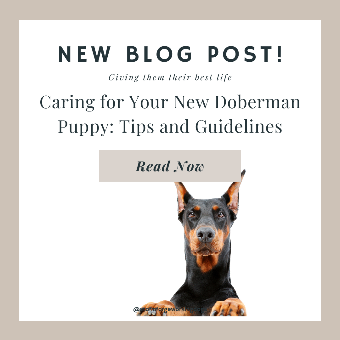 Caring for Your New Doberman Puppy: Tips and Guidelines