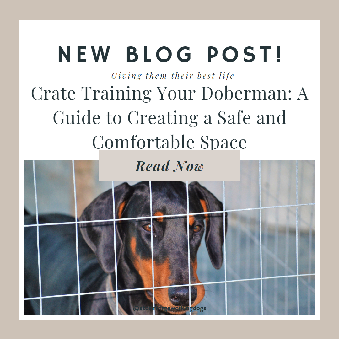 Crate Training Your Doberman: A Guide to Creating a Safe and Comfortable Space