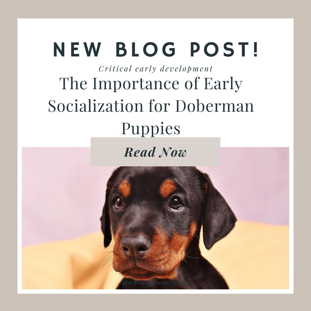 The Importance of Early Socialization for Doberman Puppies