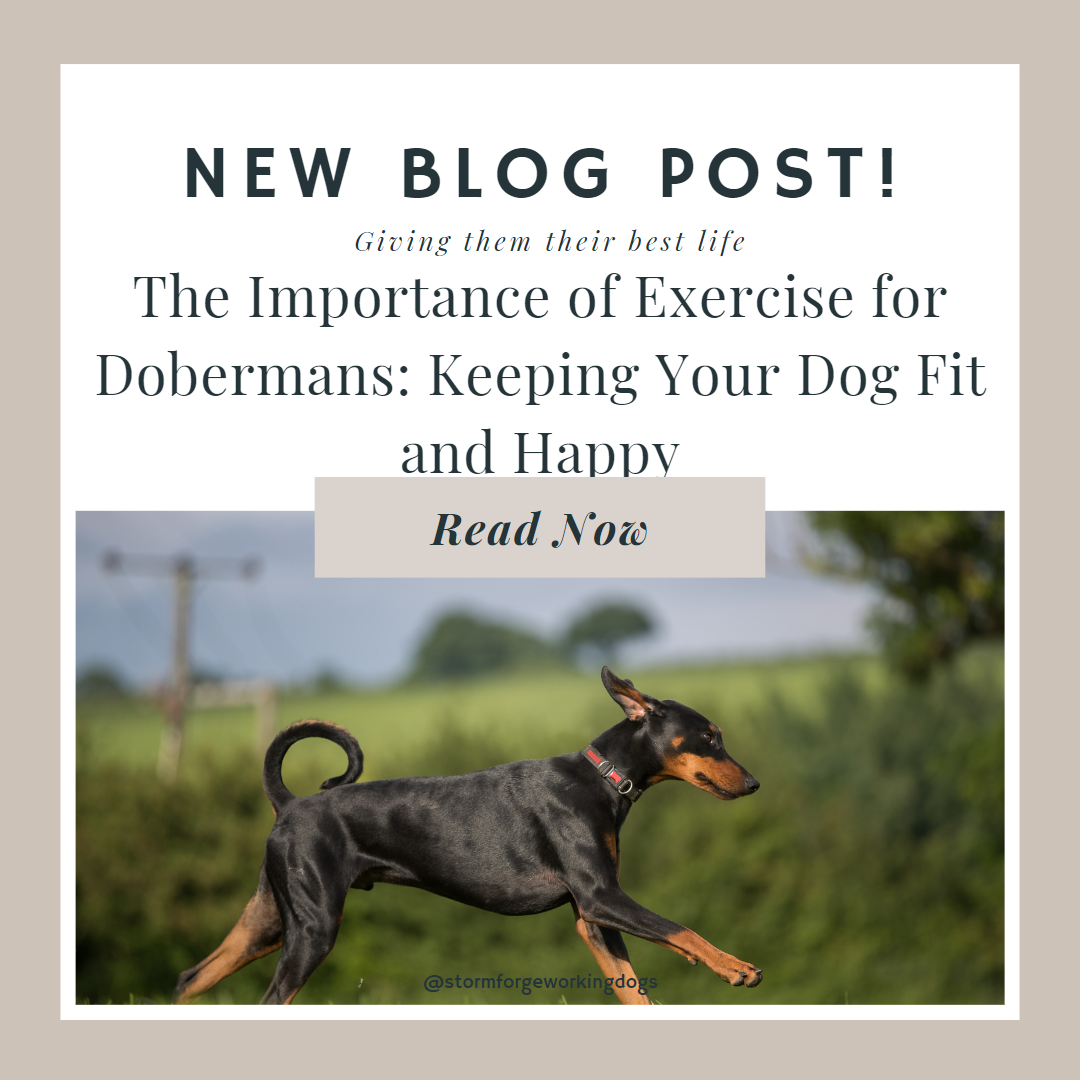 The Importance of Exercise for Dobermans: Keeping Your Dog Fit and Happy