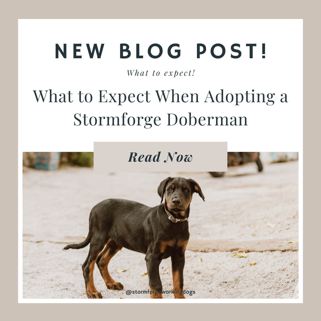 What to Expect When Adopting a Stormforge Doberman