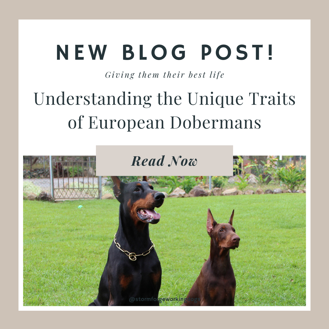 Understanding the Unique Traits of European Dobermans