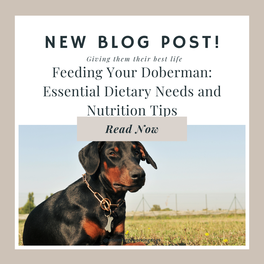 Feeding Your Doberman: Essential Dietary Needs and Nutrition Tips