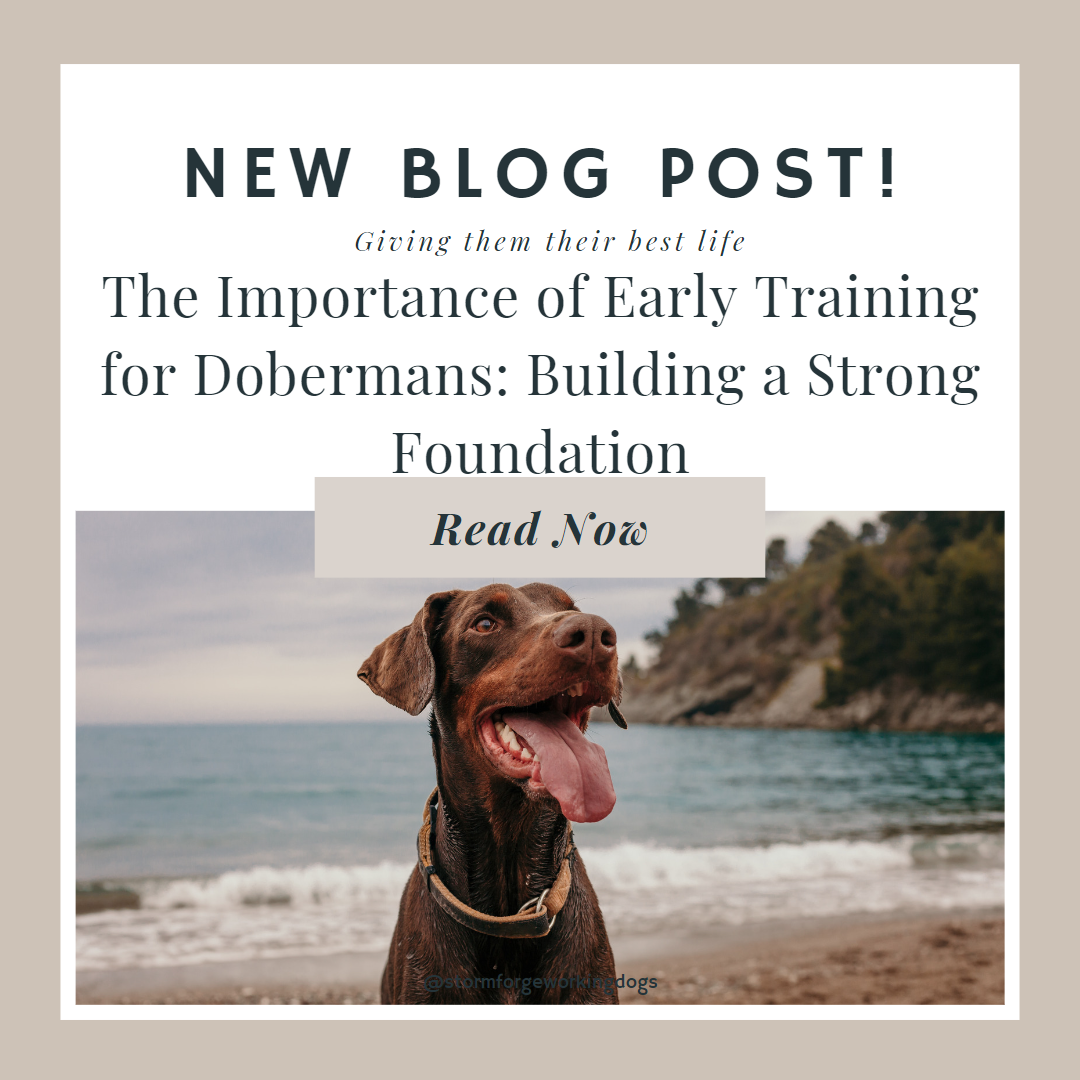 The Importance of Early Training for Dobermans: Building a Strong Foundation