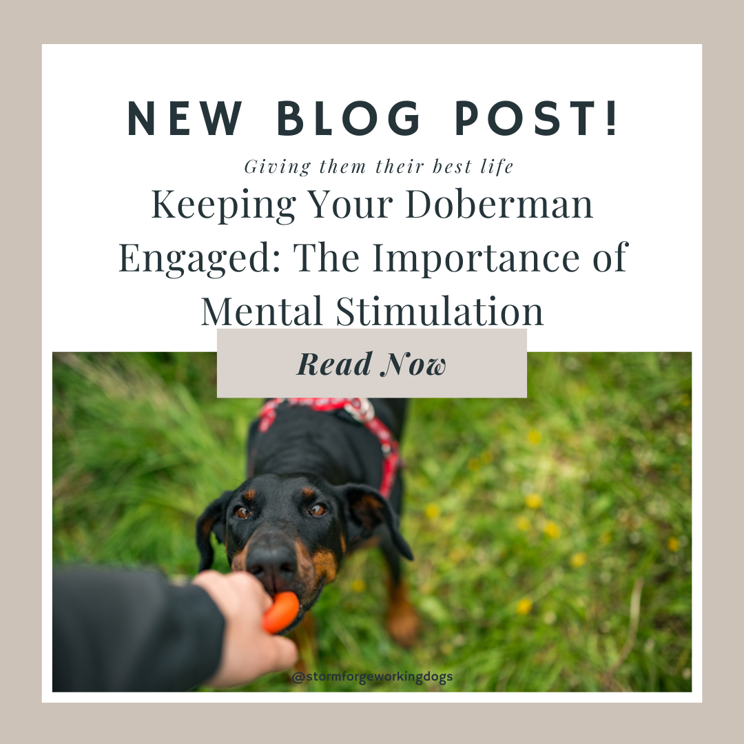 Keeping Your Doberman Engaged: The Importance of Mental Stimulation