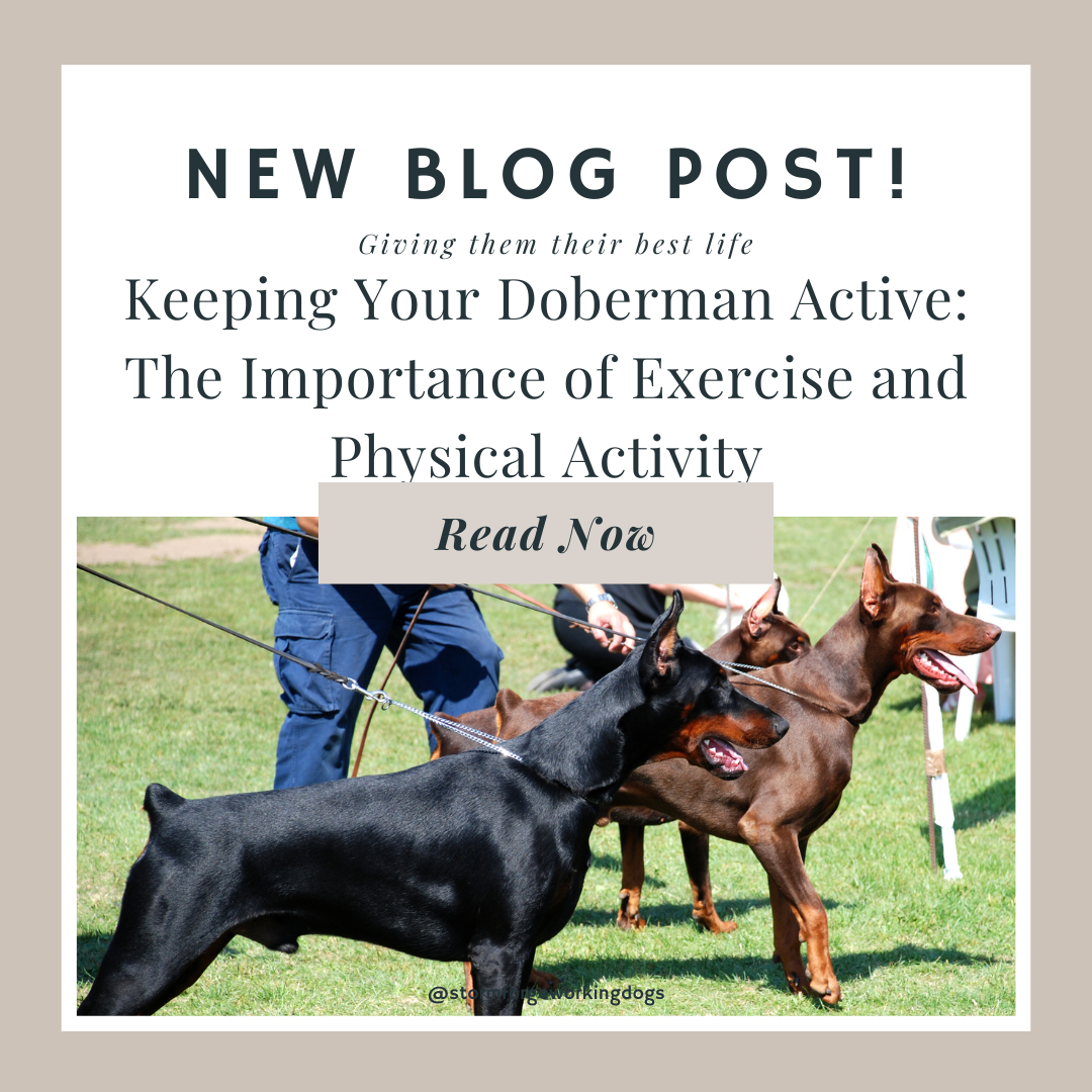 Keeping Your Doberman Active: The Importance of Exercise and Physical Activity