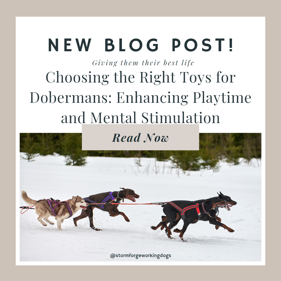 Choosing the Right Toys for Dobermans: Enhancing Playtime and Mental Stimulation