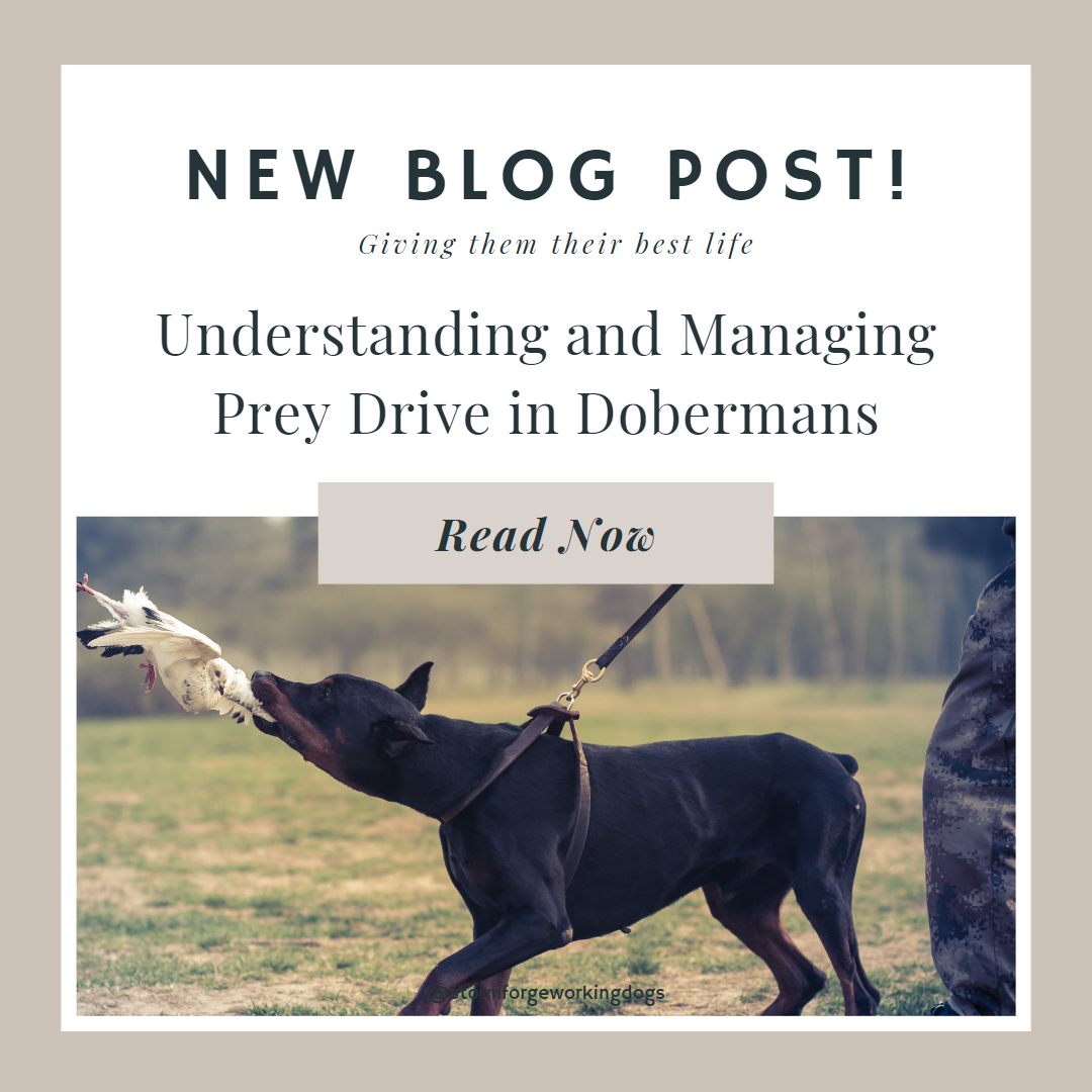 Understanding and Managing Prey Drive in Dobermans