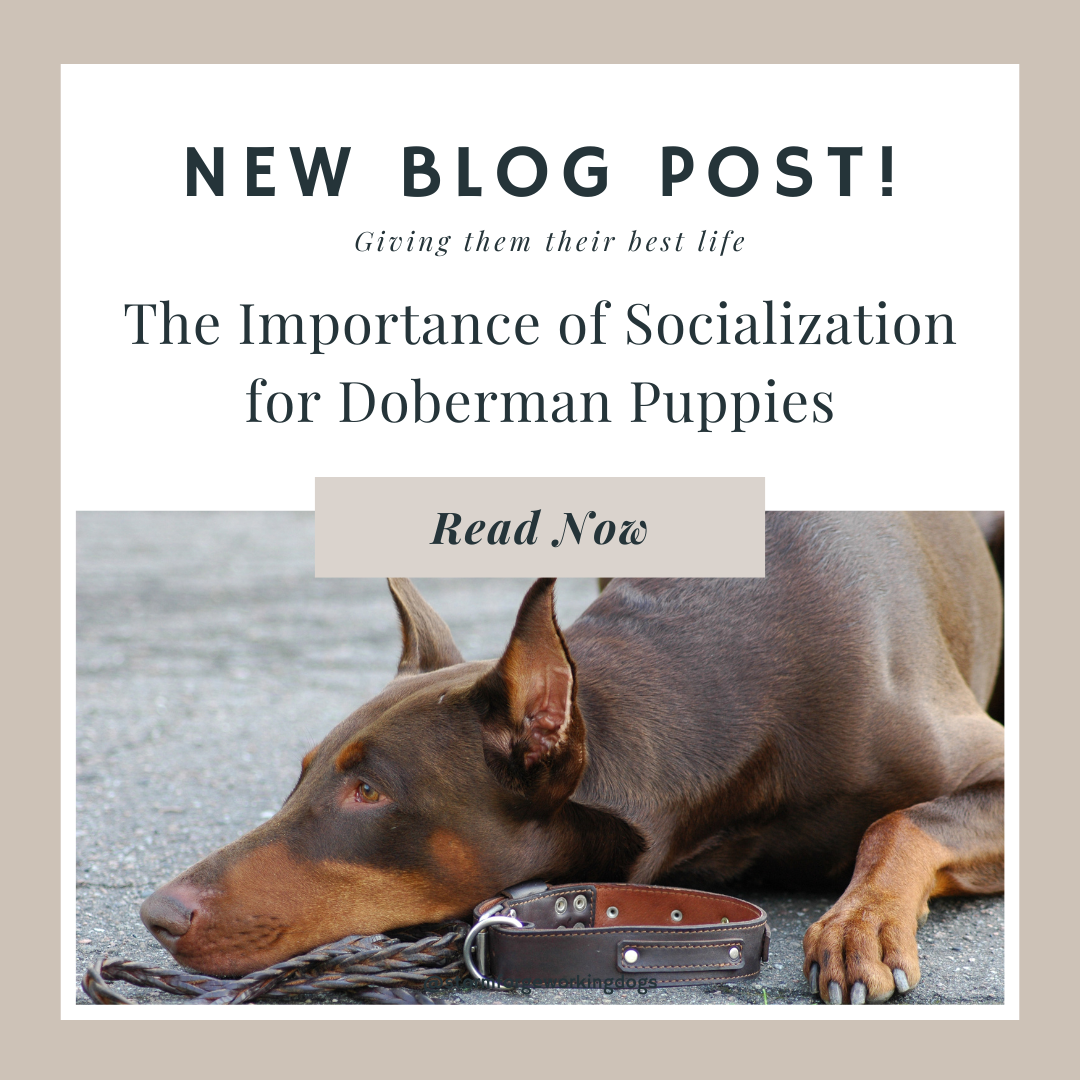 The Importance of Socialization for Doberman Puppies