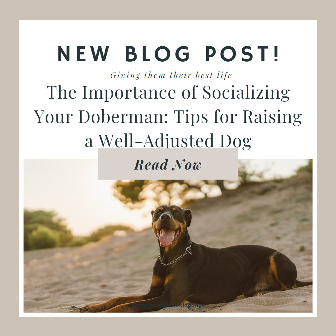 The Importance of Socializing Your Doberman: Tips for Raising a Well-Adjusted Dog