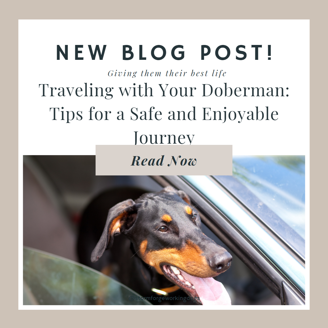 Traveling with Your Doberman: Tips for a Safe and Enjoyable Journey