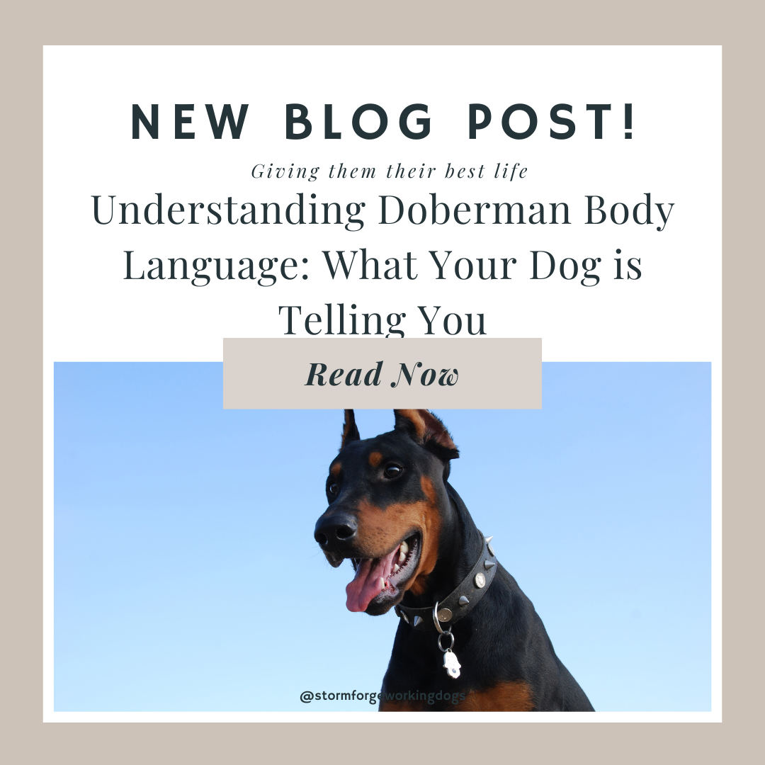 Understanding Doberman Body Language: What Your Dog is Telling You