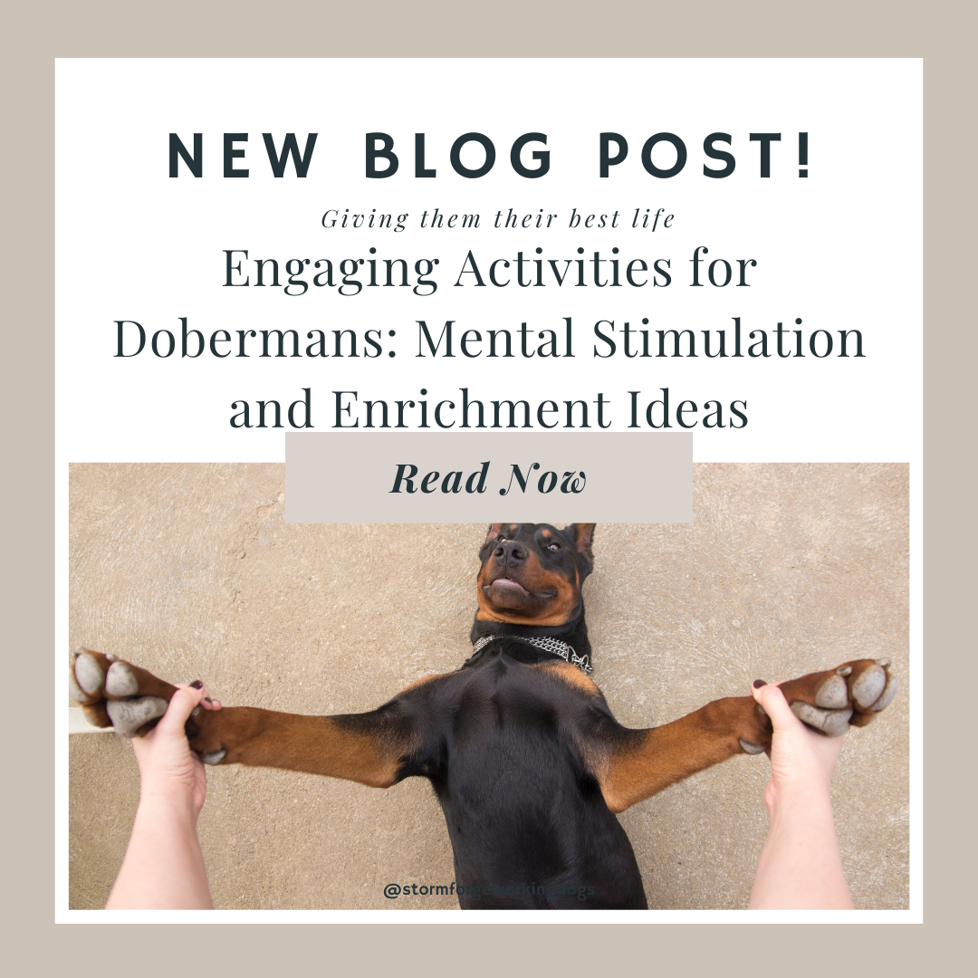 Engaging Activities for Dobermans: Mental Stimulation and Enrichment Ideas