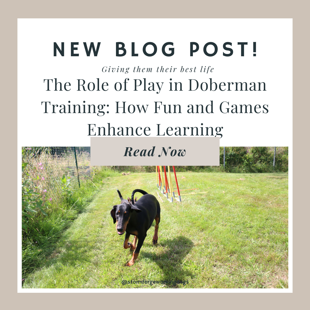 The Role of Play in Doberman Training: How Fun and Games Enhance Learning