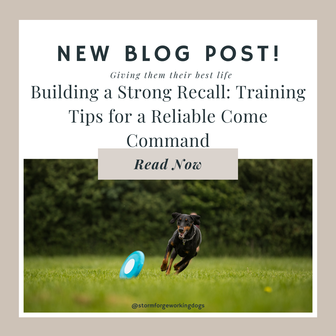 Building a Strong Recall: Training Tips for a Reliable Come Command