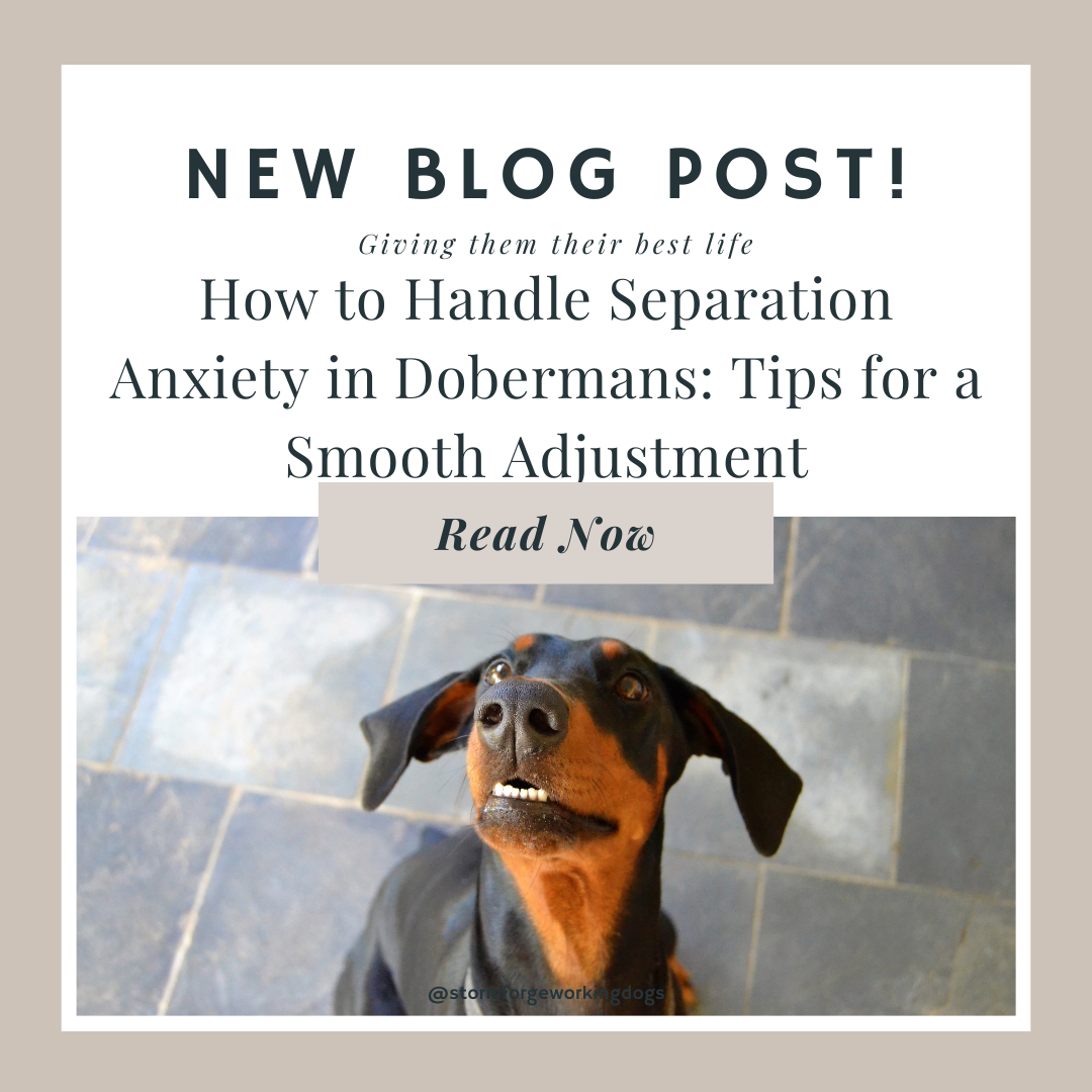 How to Handle Separation Anxiety in Dobermans: Tips for a Smooth Adjustment