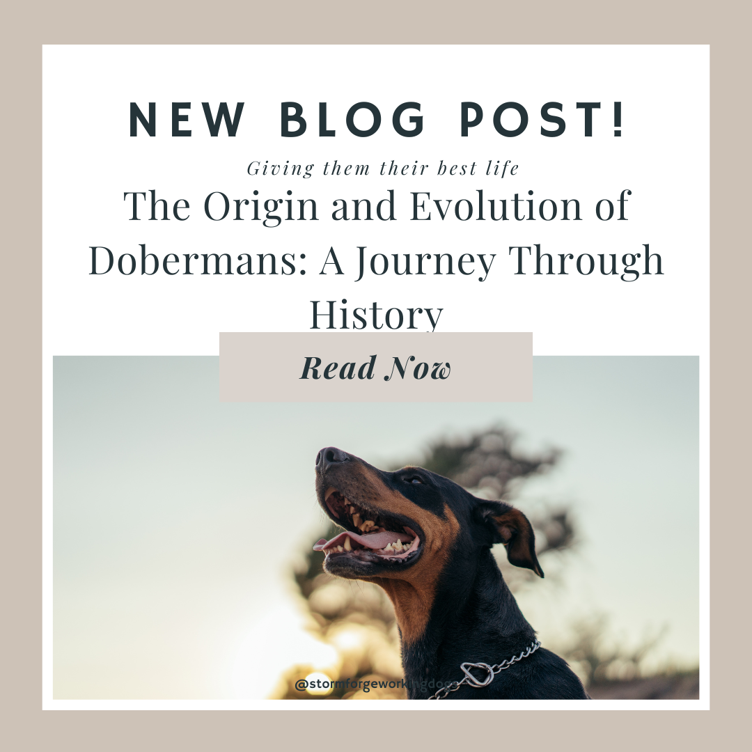 The Origin and Evolution of Dobermans: A Journey Through History