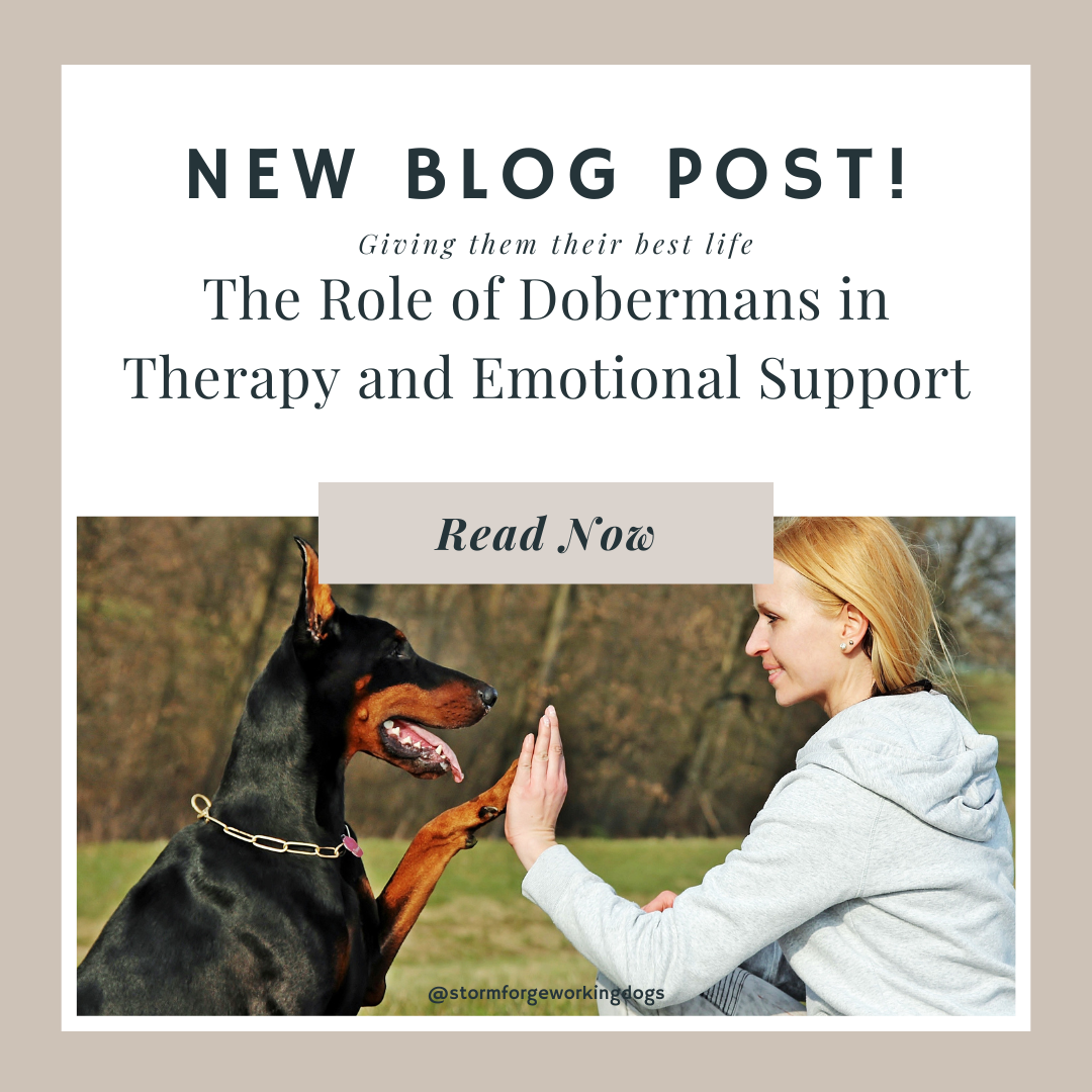 The Role of Dobermans in Therapy and Emotional Support