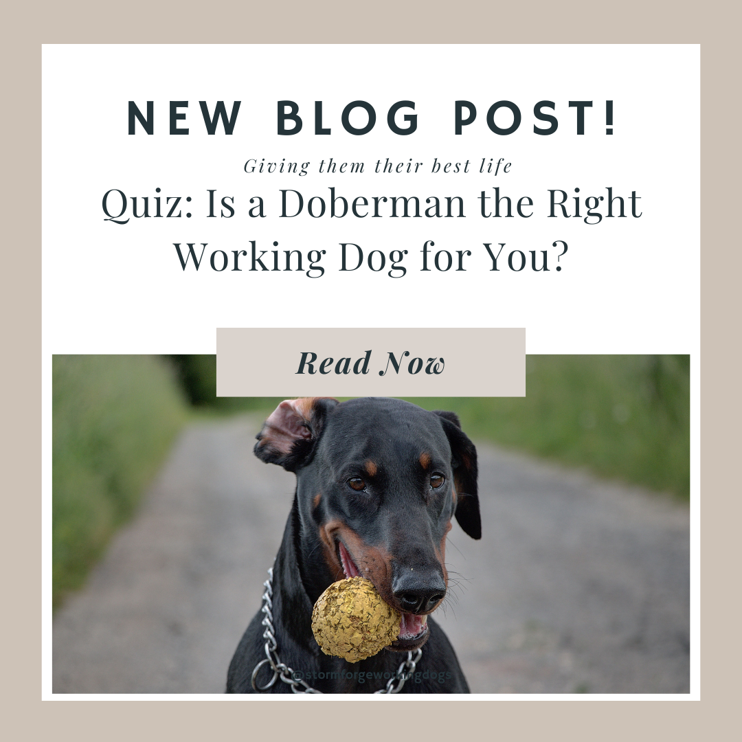 Quiz: Is a Doberman the Right Working Dog for You?