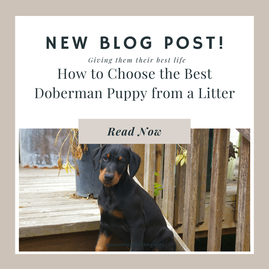 How to Choose the Best Doberman Puppy from a Litter