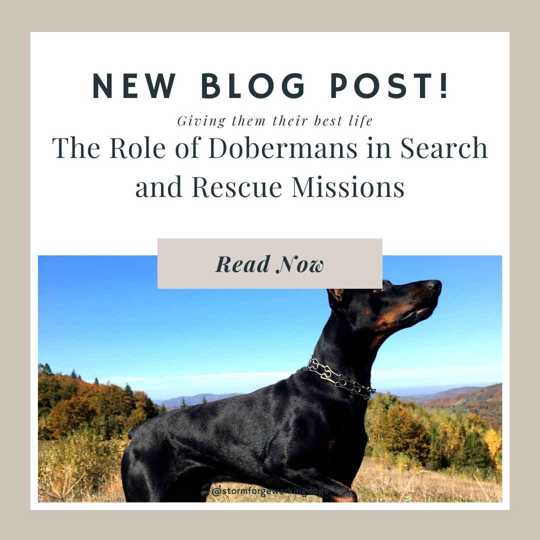 The Role of Dobermans in Search and Rescue Missions