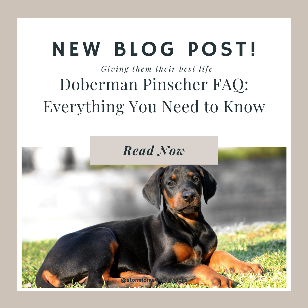 Doberman FAQ: Everything You Need to Know