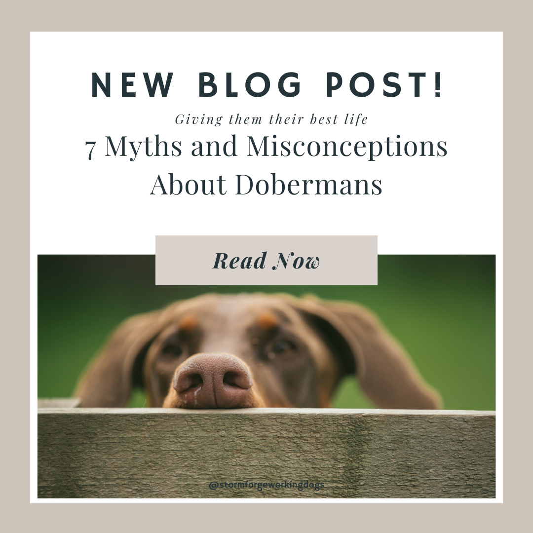 7 Myths and Misconceptions About Dobermans