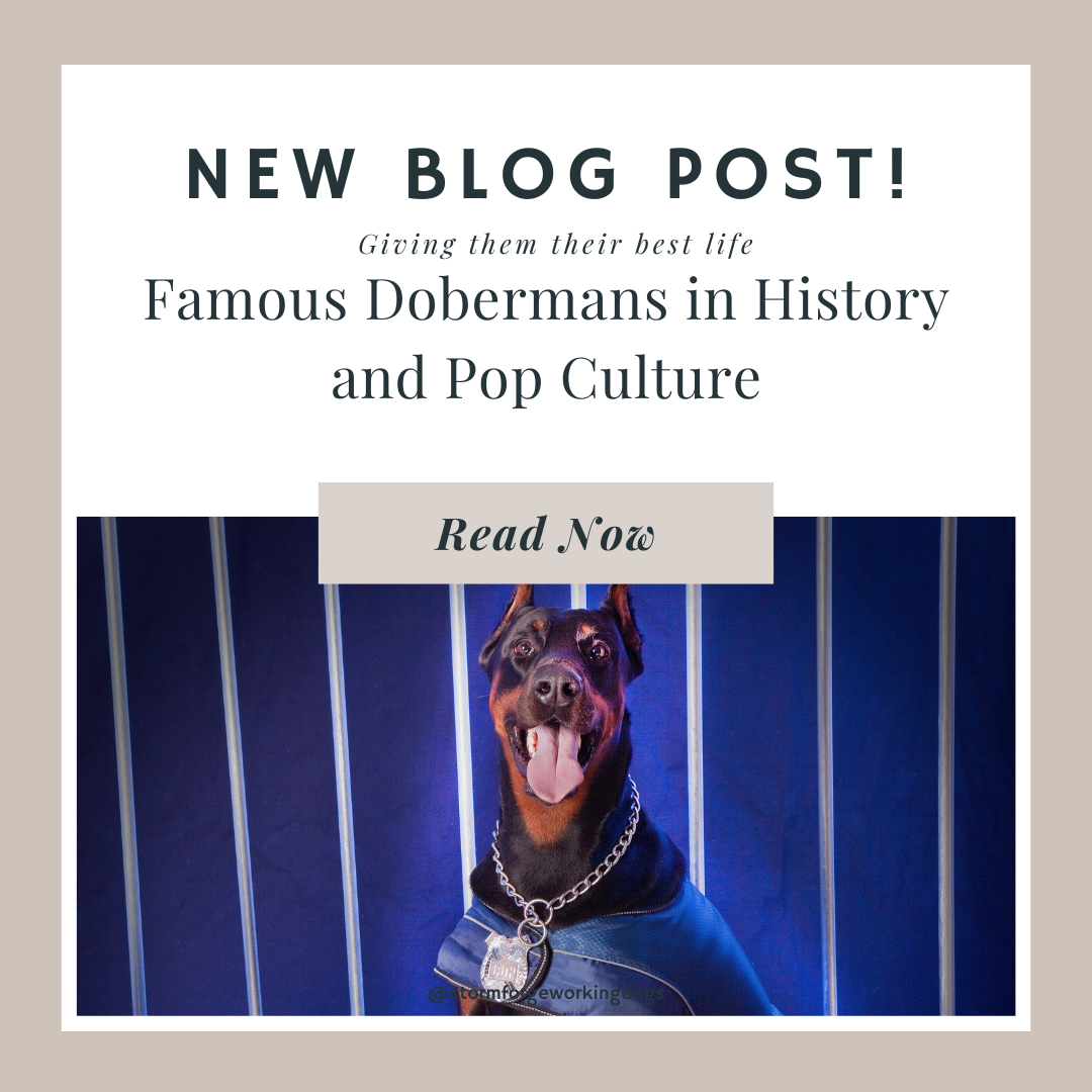 Famous Dobermans in History and Pop Culture