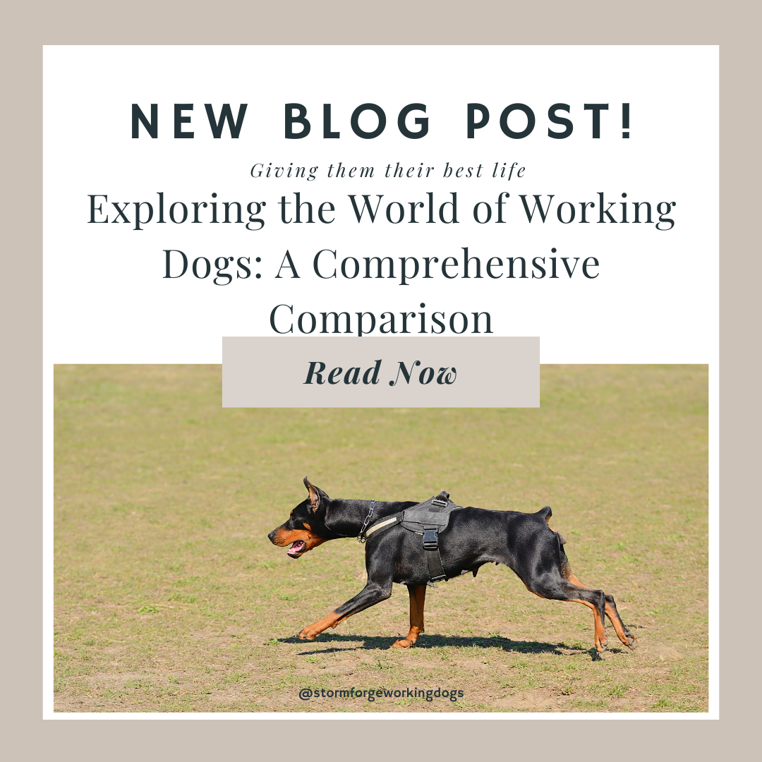 Exploring the World of Working Dogs: A Comprehensive Comparison