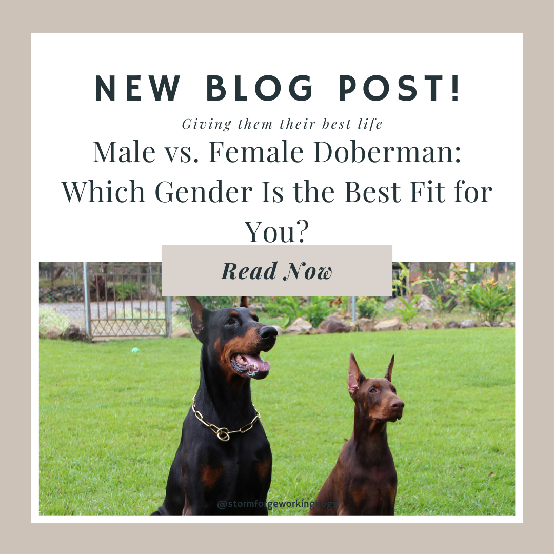 Male vs. Female Doberman: Which Gender Is the Best Fit for You?