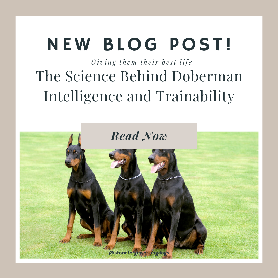 The Science Behind Doberman Intelligence and Trainability