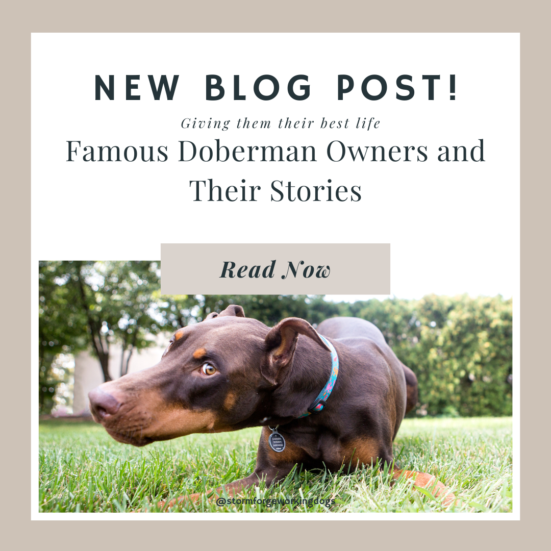 Famous Doberman Owners and Their Stories