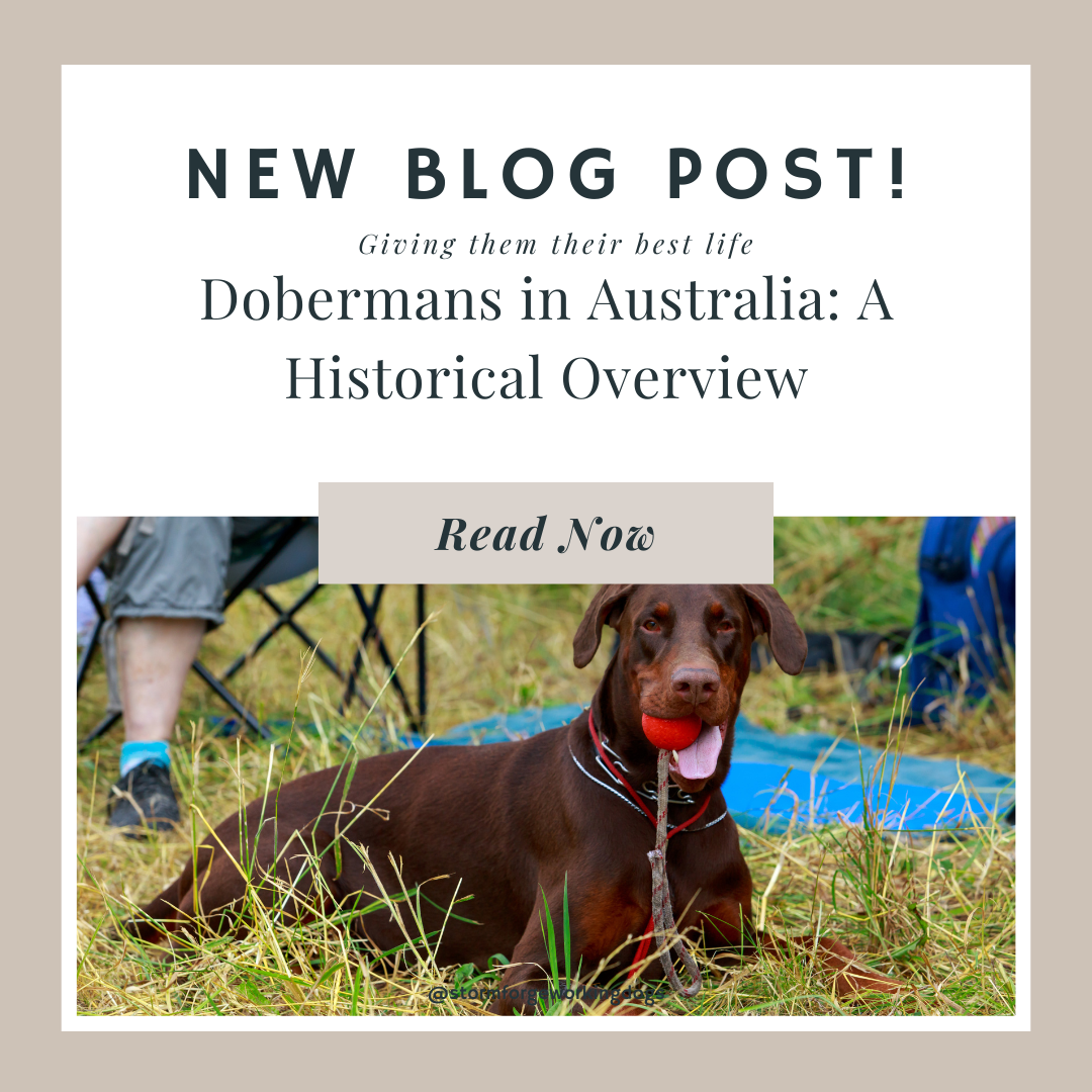 Dobermans in Australia: A Historical Overview