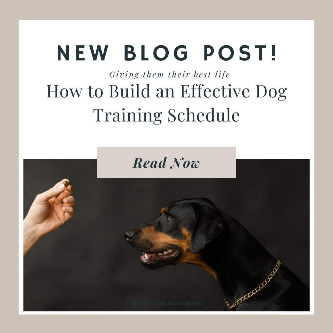 How to Build an Effective Dog Training Schedule