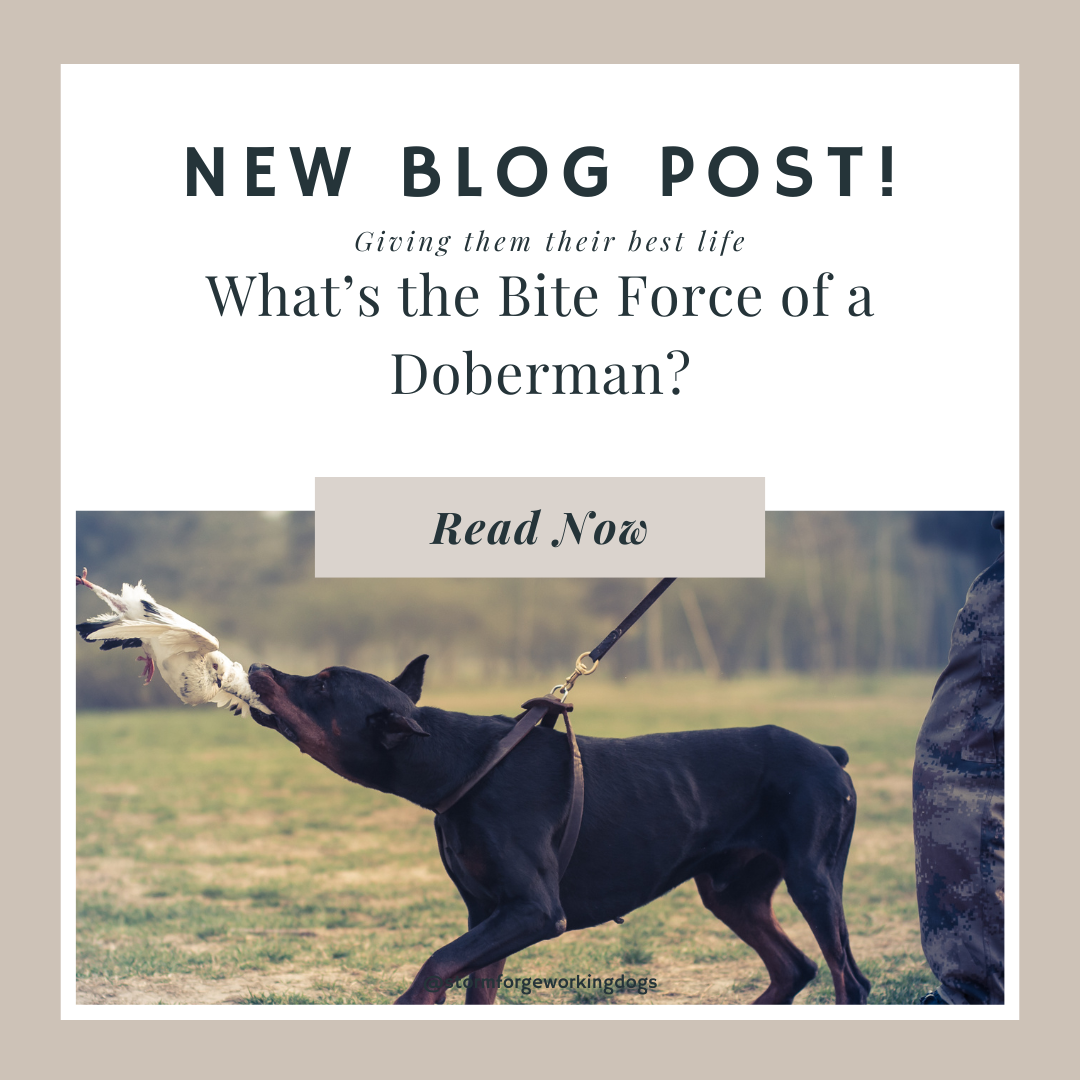 What’s the Bite Force of a Doberman?