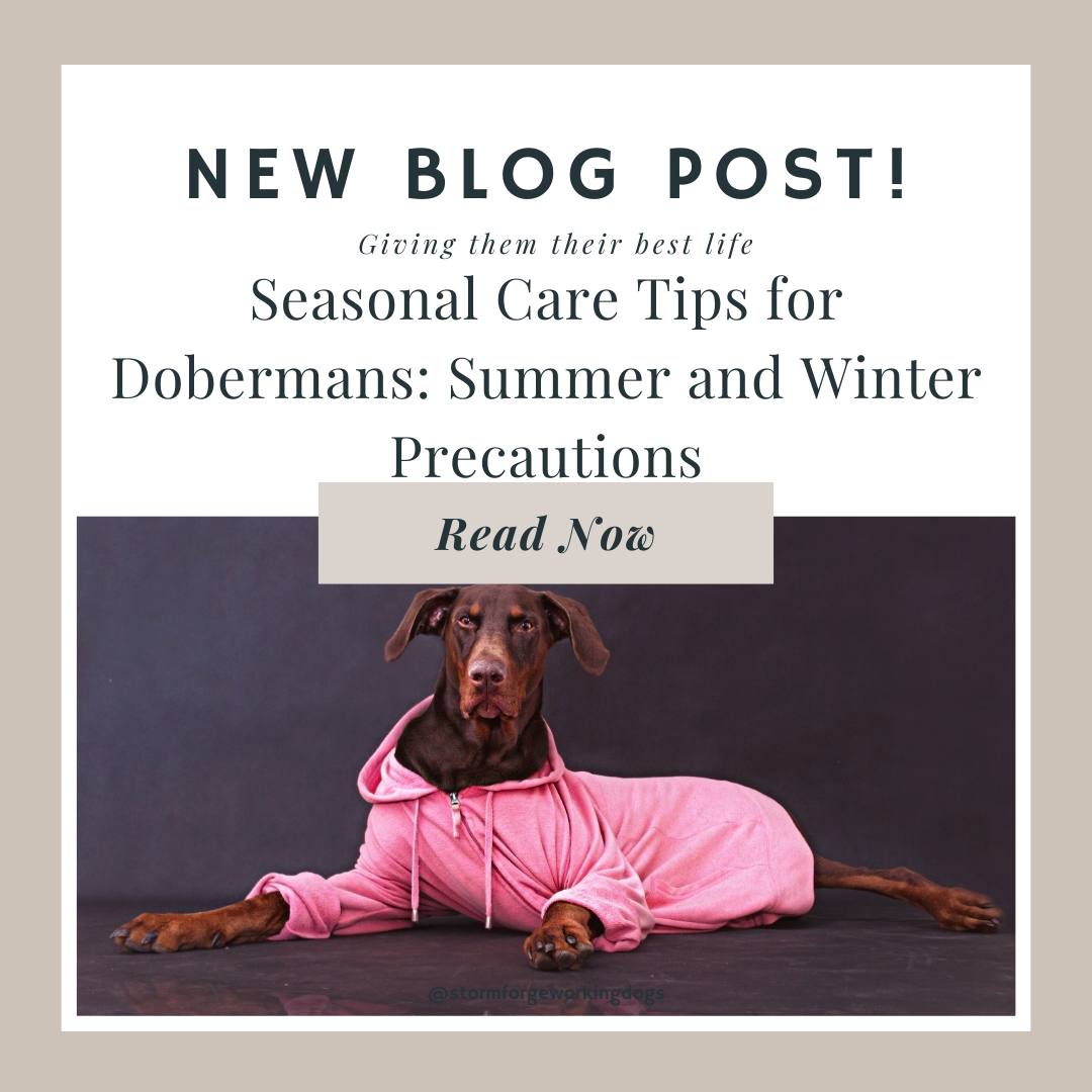 Seasonal Care Tips for Dobermans: Summer and Winter Precautions