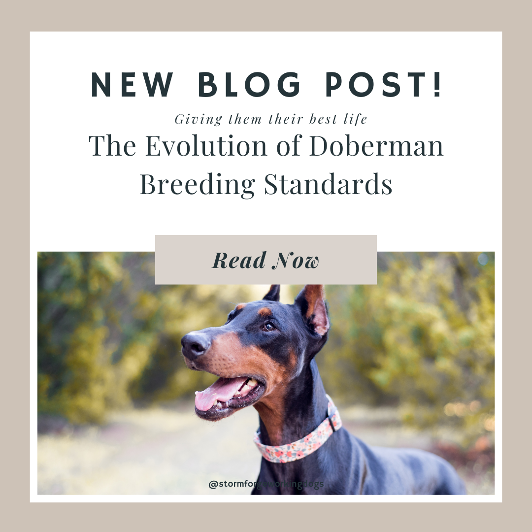 The Evolution of Doberman Breeding Standards