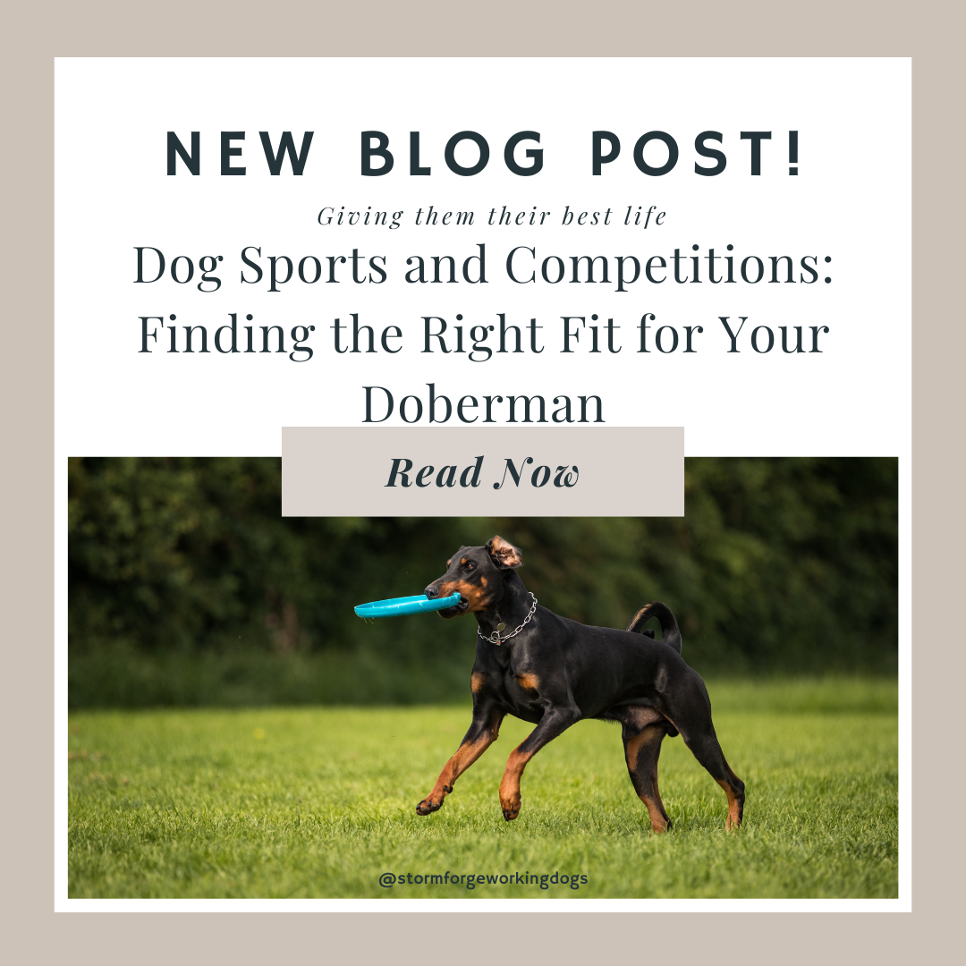 Dog Sports and Competitions: Finding the Right Fit for Your Doberman