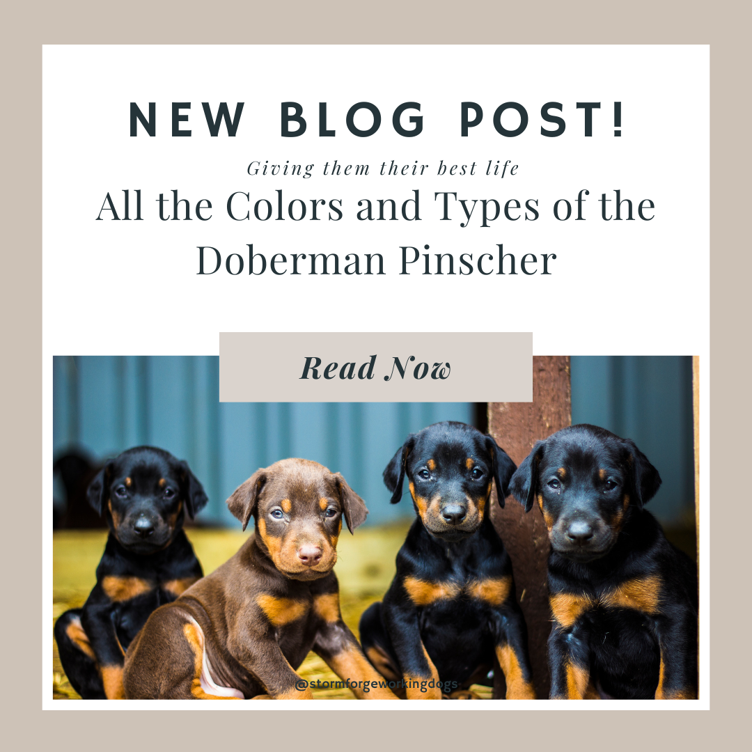 All the Colors and Types of the Doberman Pinscher