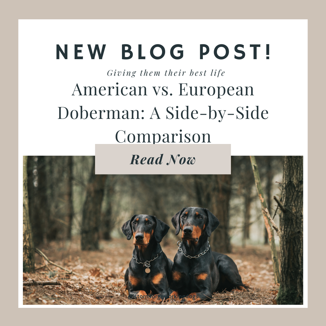 American vs. European Doberman: A Side-by-Side Comparison